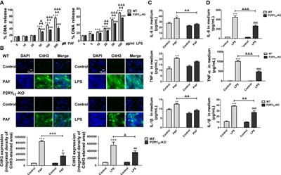 Ginsenoside Rg5 allosterically interacts with P2RY12 and ameliorates deep venous thrombosis by counteracting neutrophil NETosis and inflammatory response